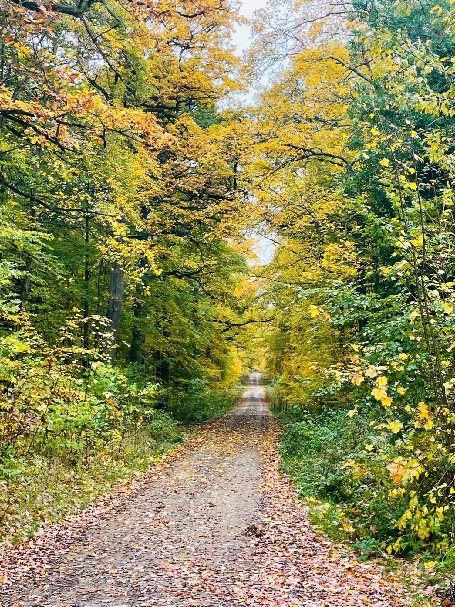 Holla Die Waldfee Konigerode 外观 照片